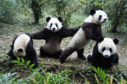 Pandas